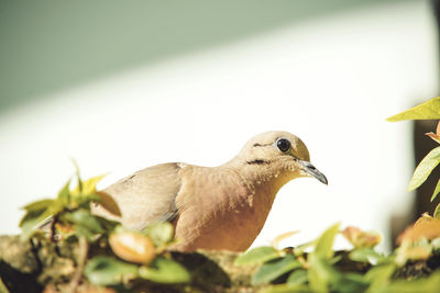 Close-up of bird perching on leaves