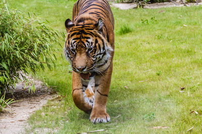 Full length of a cat in zoo