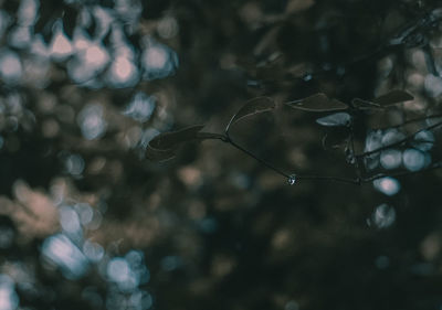 Close-up of plants against blurred background