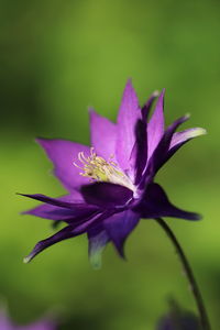 Close-up of purple flower