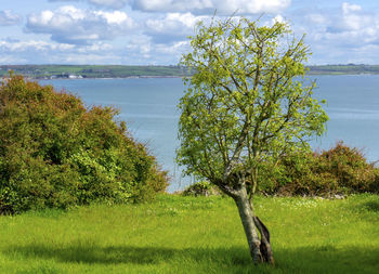 Tree by sea against sky