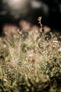 Close-up of flowering plants on field