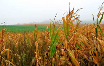 Crops growing on field against sky