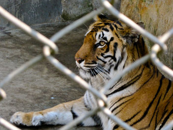 Cat sitting on chainlink fence at zoo