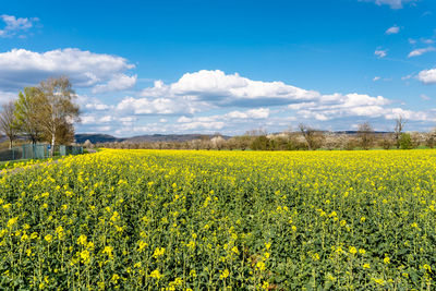 Ripened rapeseed on a field in western germany, in the background a blue sky with white clouds.