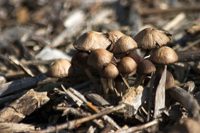 Close-up of mushrooms growing on field