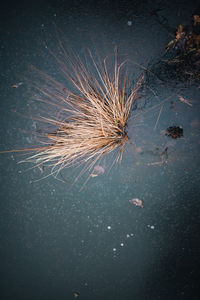 High angle view of a bird in water