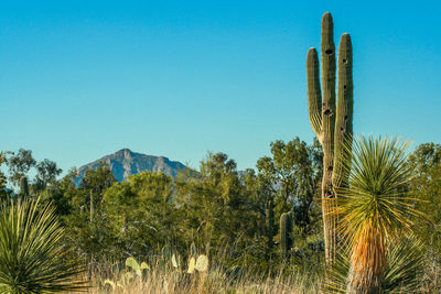 Cactus plants growing in desert against clear blue sky