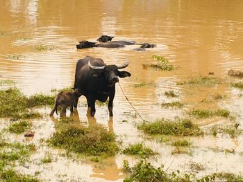 Horses in a lake