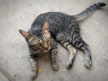 High angle view portrait of tabby cat