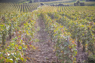 Plants growing in vineyard