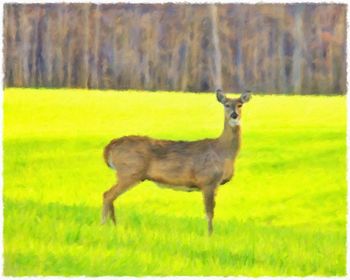 Animal standing on field