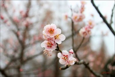 Close-up of pink cherry blossom