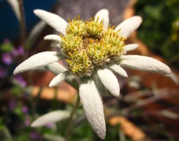 Close-up of white flowers