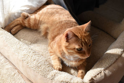 High angle view of cat resting