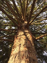 Low angle view of tree trunk