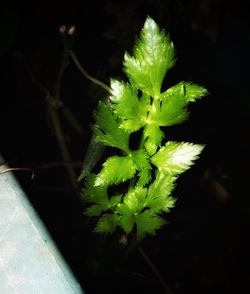 Close-up of plant