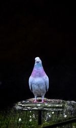 Close-up of bird perching on wood