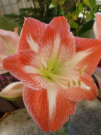 Close-up of red flowering plant