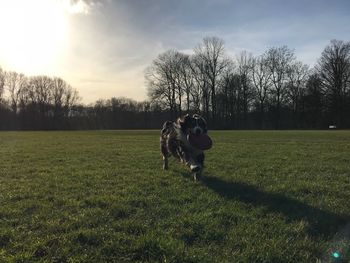 Man on field against sky