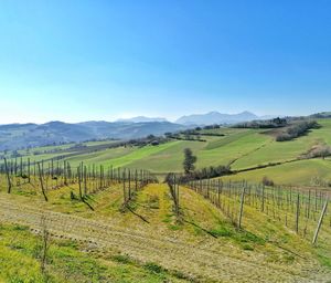 Scenic view of agricultural field against sky