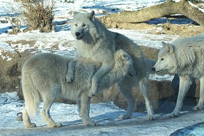 Lion grazing on field