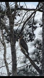 Low angle view of bird perching on tree against sky