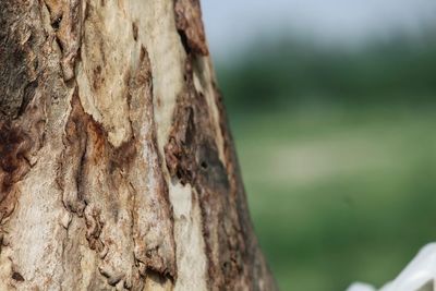 Close-up of tree trunk