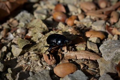 High angle view of insect on rock