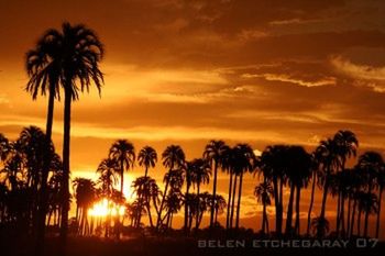 sunset, palm tree, silhouette, sky, orange color, beauty in nature, tranquility, scenics, tranquil scene, tree, nature, idyllic, sea, beach, cloud - sky, growth, tree trunk, coconut palm tree, horizon over water, cloud