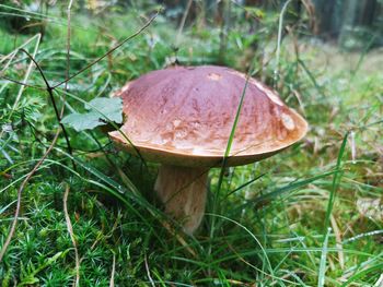 Close-up of mushroom growing on field