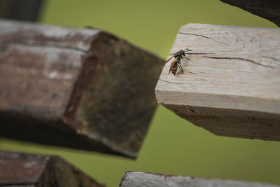 Close-up of insect on wood