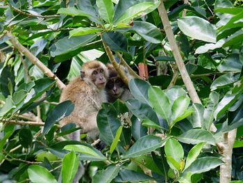 Monkey sitting on tree