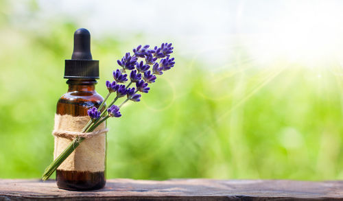 Close-up of flowering plant in glass bottle on table