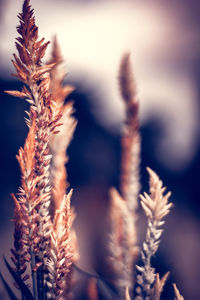 Close-up of stalks against blurred background