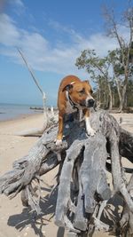 Dog on beach