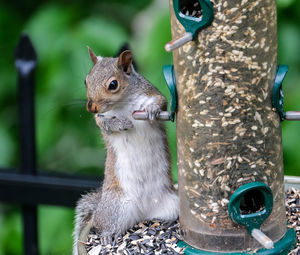 Close-up of squirrel on tree