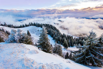 Trees on snow covered landscape against sky