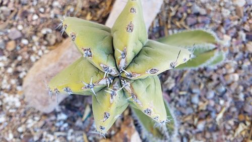 Close-up of lizard on plant