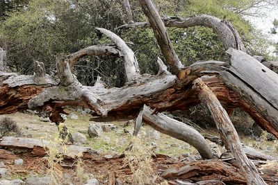 Fallen tree on field in forest