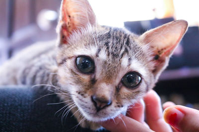 Close-up portrait of kitten on hand