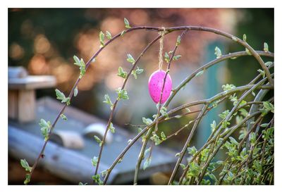 Close-up of plants against blurred background