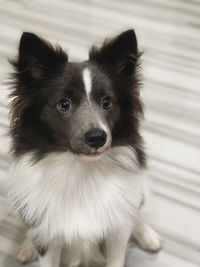 High angle portrait of dog standing on floor