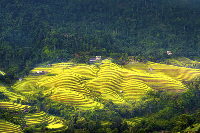 Scenic view of agricultural field