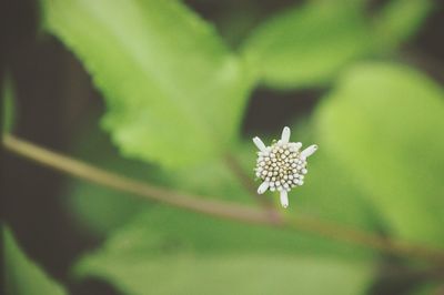 Close-up of flower against blurred background