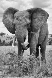 View of elephant standing on grassy field against cloudy sky