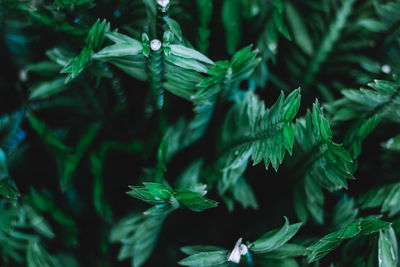 Close-up of green leaves