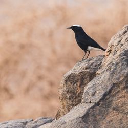 Bird perching on rock