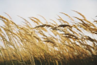 Close-up of plant against sky