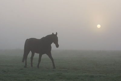 Horse on field against sky during sunset